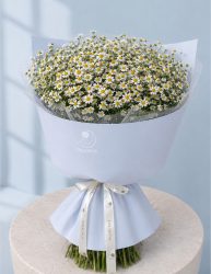 دسته گل بابونه